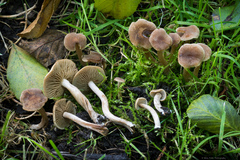 Naucoria escharioides