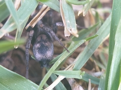Gnaphosidae