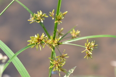 Cyperus ochraceus