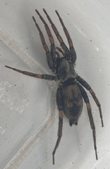 Gnaphosidae