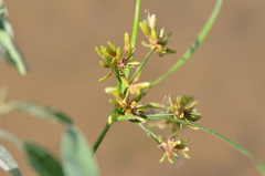 Cyperus ochraceus