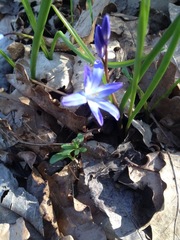 Scilla
