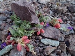 Astragalus arnottianus