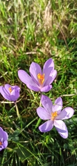 Crocus nudiflorus