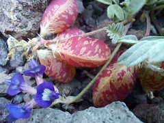 Astragalus arnottianus