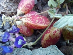 Astragalus arnottianus