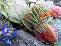 Astragalus arnottianus