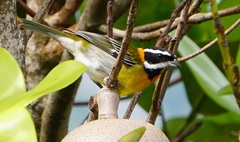 Spindalis portoricensis