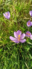 Crocus nudiflorus