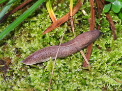 Tandonia rustica