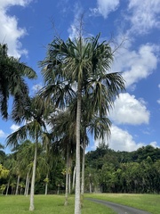 Sabal mauritiiformis