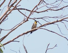 Colaptes campestris campestris