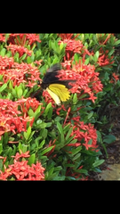 Troides amphrysus ruficollis