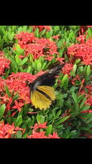 Troides amphrysus ruficollis