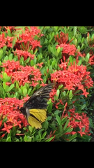 Troides amphrysus ruficollis