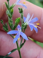 Carlowrightia parviflora