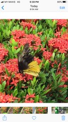 Troides amphrysus ruficollis