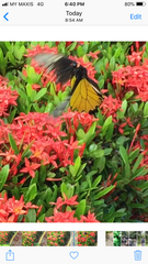 Troides amphrysus ruficollis