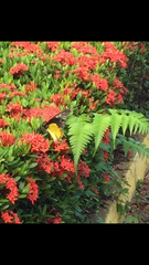 Troides amphrysus ruficollis