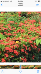 Troides amphrysus ruficollis