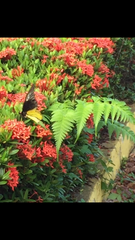 Troides amphrysus ruficollis