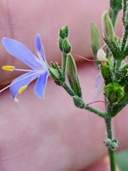 Carlowrightia parviflora
