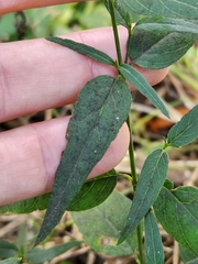 Carlowrightia parviflora