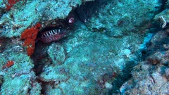 Heteropriacanthus fulgens