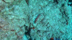 Heteropriacanthus fulgens