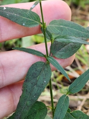 Carlowrightia parviflora
