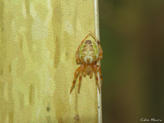 Araneus venatrix
