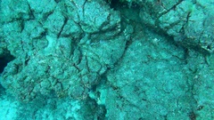 Heteropriacanthus fulgens