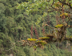 Tillandsia fendleri