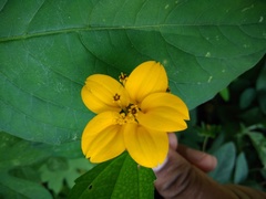 Sclerocarpus divaricatus