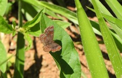 Calephelis braziliensis