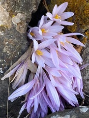 Colchicum hierosolymitanum