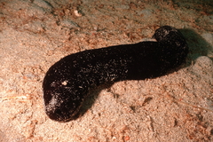 Holothuria atra
