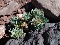 Moschopsis leyboldii