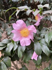 Camellia sasanqua