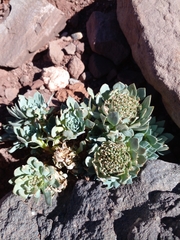 Moschopsis leyboldii