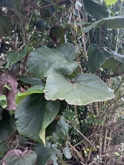 Coccoloba pubescens