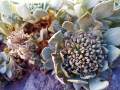 Moschopsis leyboldii