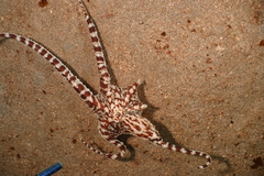 Thaumoctopus mimicus