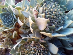 Moschopsis leyboldii