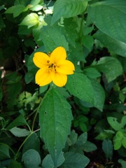 Sclerocarpus divaricatus