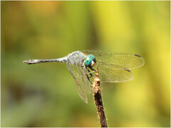 Micrathyria pseudeximia