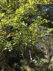 Quercus texana