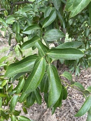 Cinnamomum verum