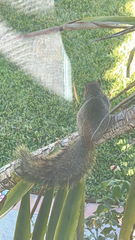 Sciurus niger