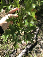 Quercus texana